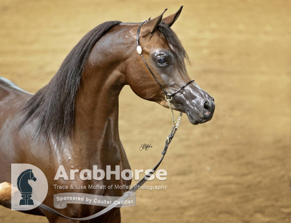 Arabian National Breeder Finals - 2017