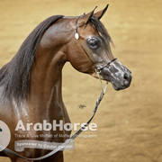 Arabian National Breeder Finals - 2017