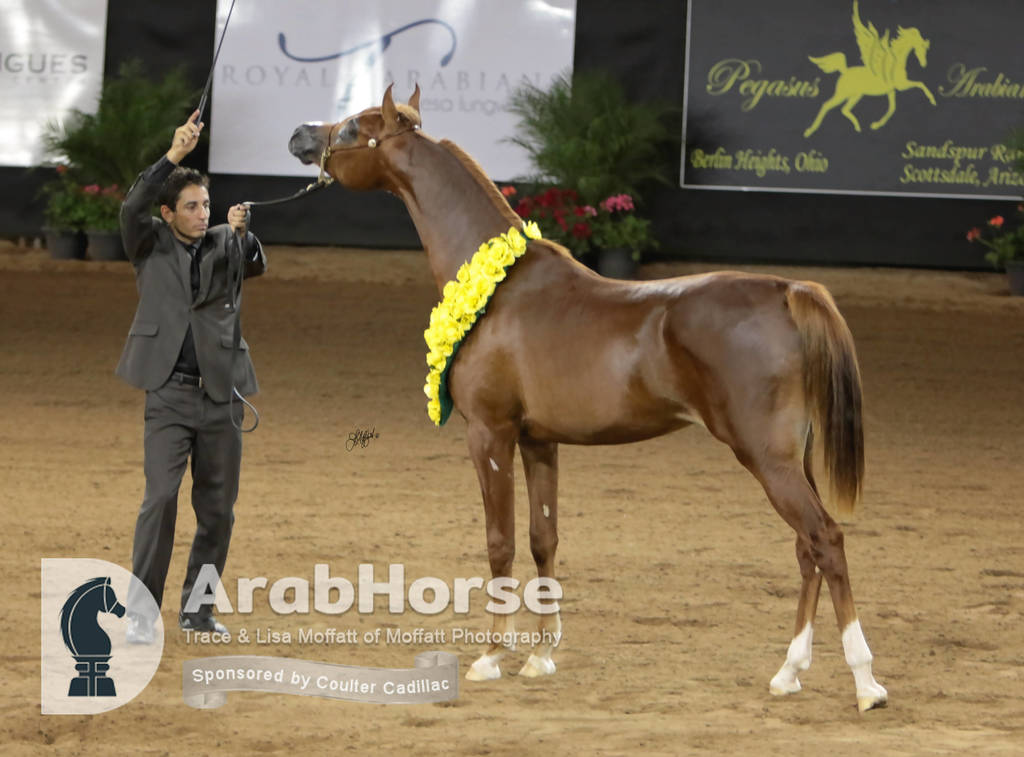 Arabian National Breeder Finals - 2017