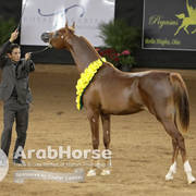 Arabian National Breeder Finals - 2017