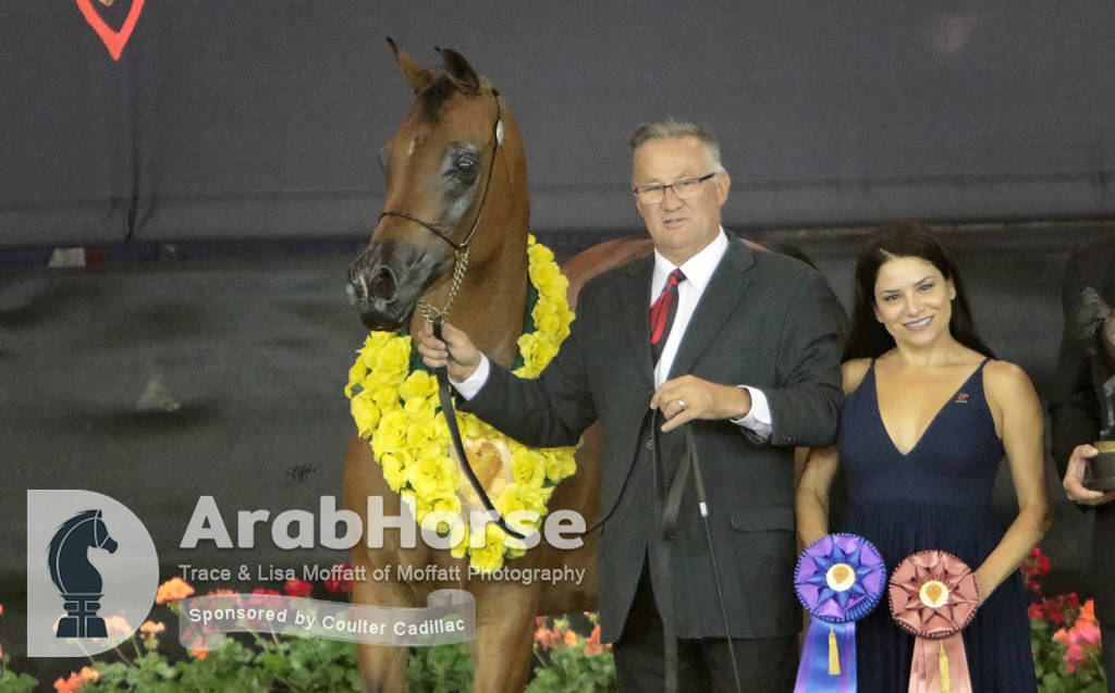 Arabian National Breeder Finals - 2017