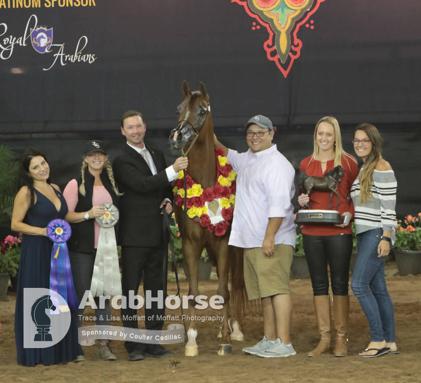 Arabian National Breeder Finals - 2017