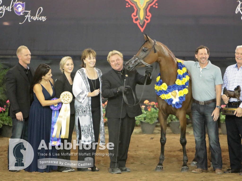 Arabian National Breeder Finals - 2017