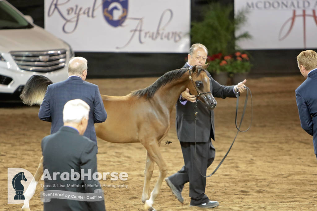 Arabian National Breeder Finals - 2017