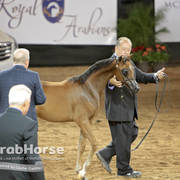 Arabian National Breeder Finals - 2017
