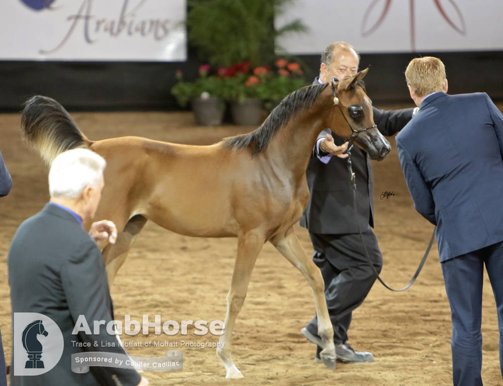 Arabian National Breeder Finals - 2017