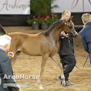 Arabian National Breeder Finals - 2017