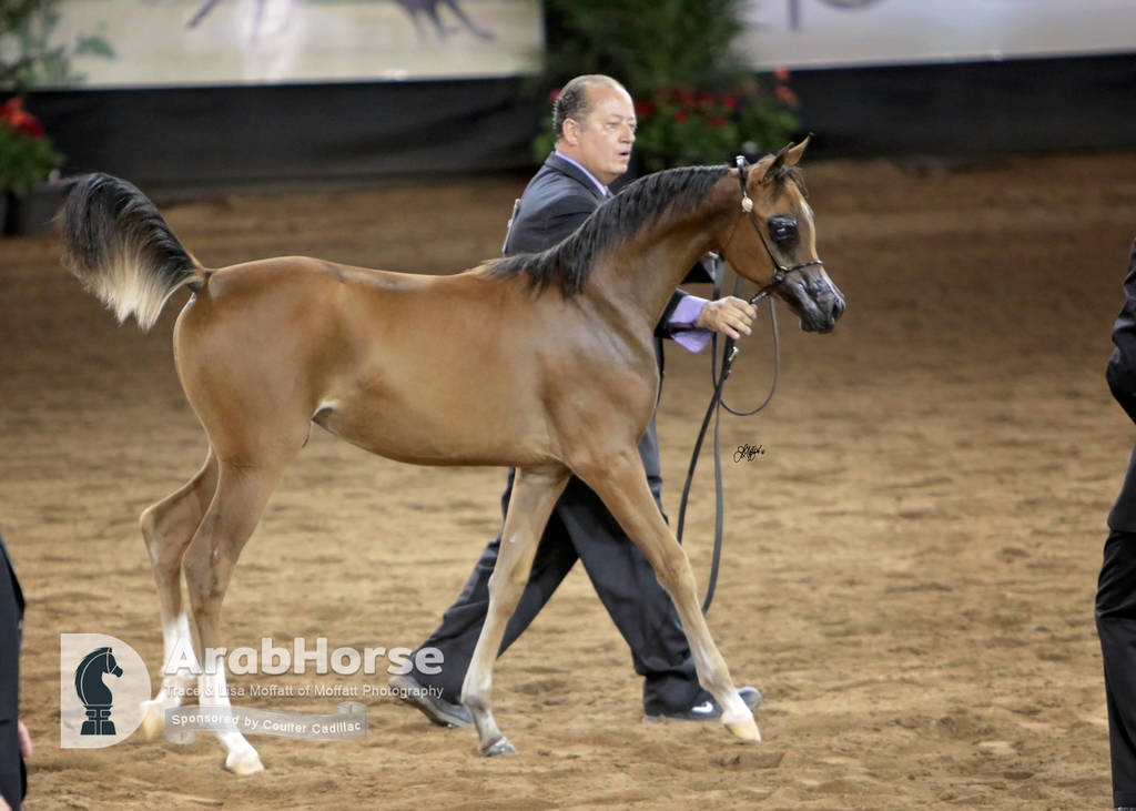 Arabian National Breeder Finals - 2017