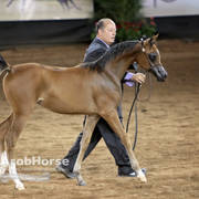 Arabian National Breeder Finals - 2017