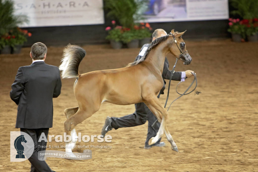 Arabian National Breeder Finals - 2017