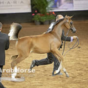 Arabian National Breeder Finals - 2017