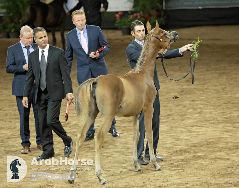Arabian National Breeder Finals - 2017