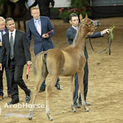 Arabian National Breeder Finals - 2017
