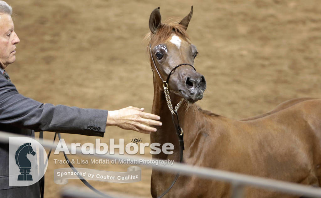Arabian National Breeder Finals - 2017