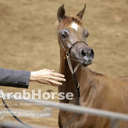 Arabian National Breeder Finals - 2017