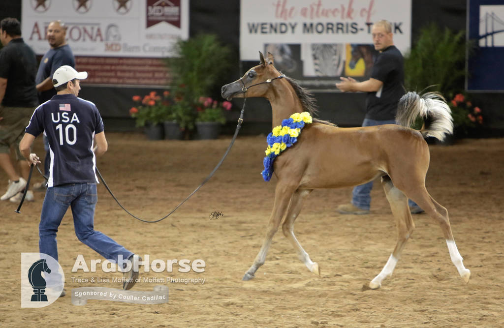 Arabian National Breeder Finals - 2017