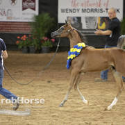Arabian National Breeder Finals - 2017