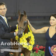 Arabian National Breeder Finals - 2017
