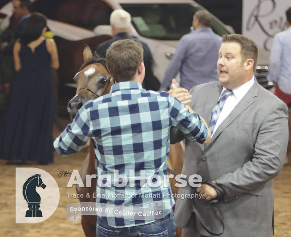 Arabian National Breeder Finals - 2017