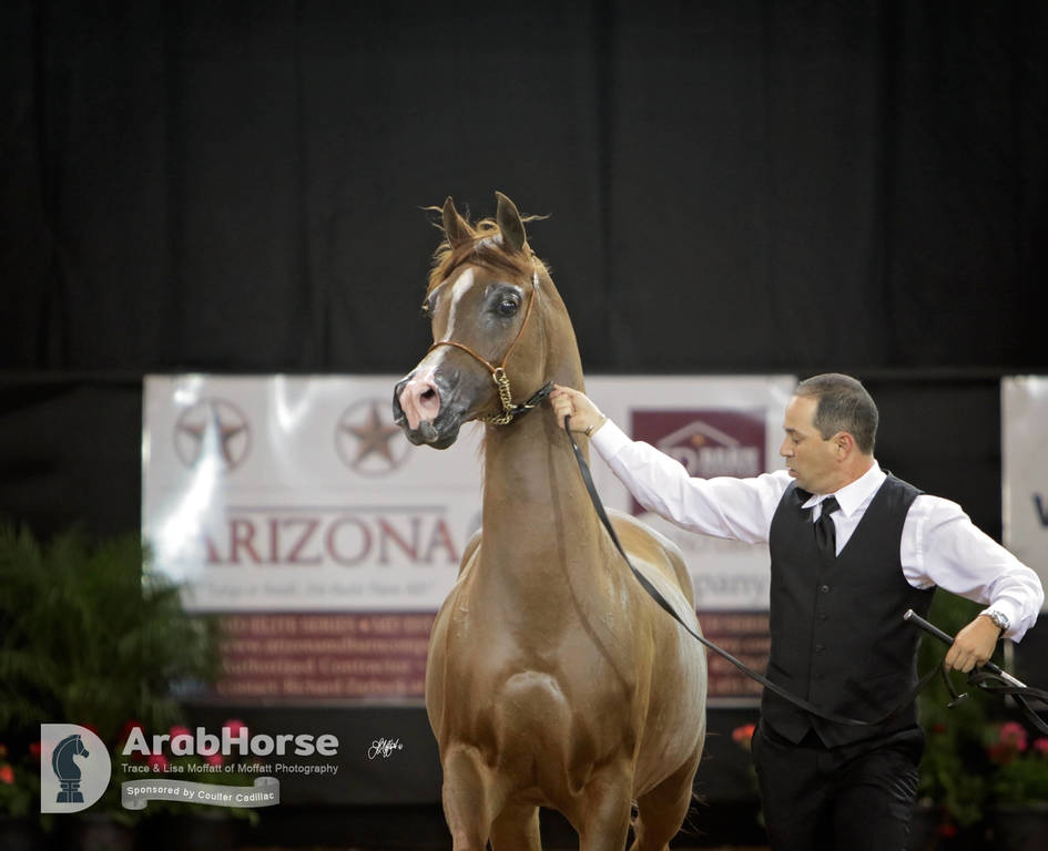 Arabian National Breeder Finals - 2017