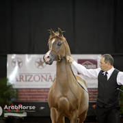 Arabian National Breeder Finals - 2017