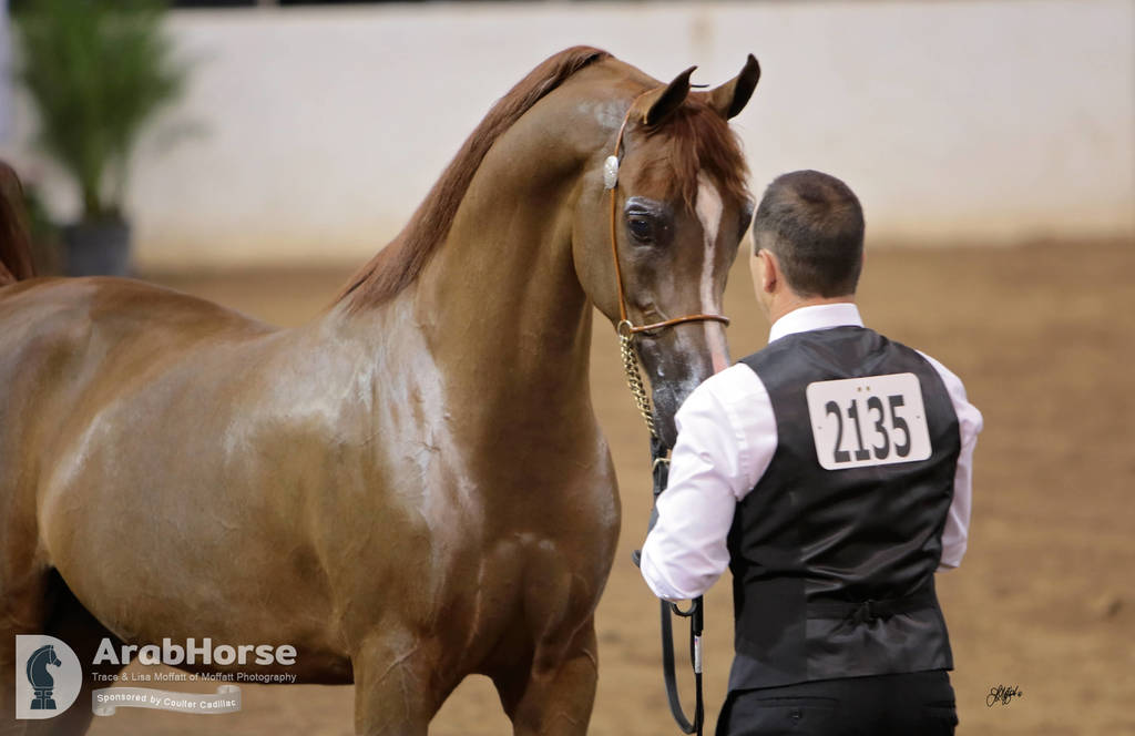 Arabian National Breeder Finals - 2017