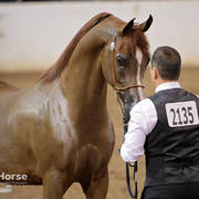 Arabian National Breeder Finals - 2017