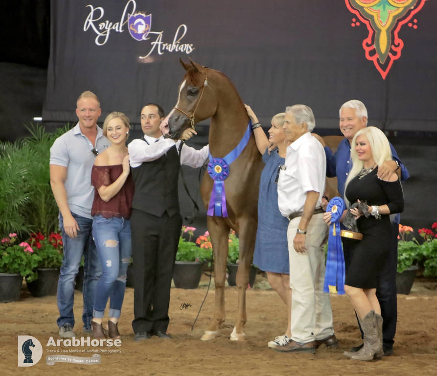 Arabian National Breeder Finals - 2017