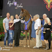 Arabian National Breeder Finals - 2017