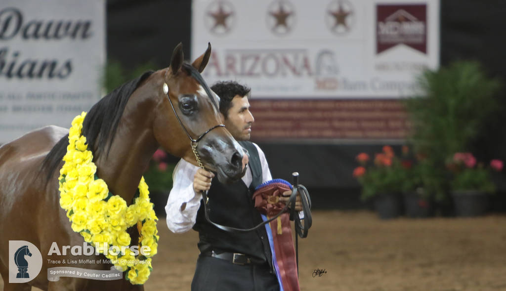 Arabian National Breeder Finals - 2017