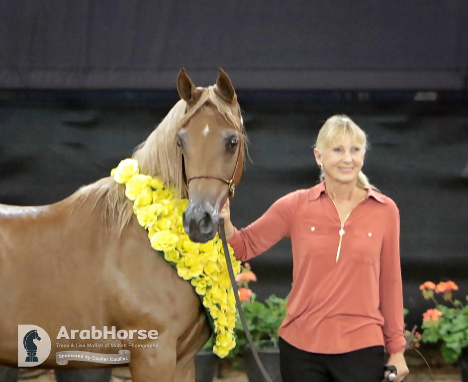 Arabian National Breeder Finals - 2017