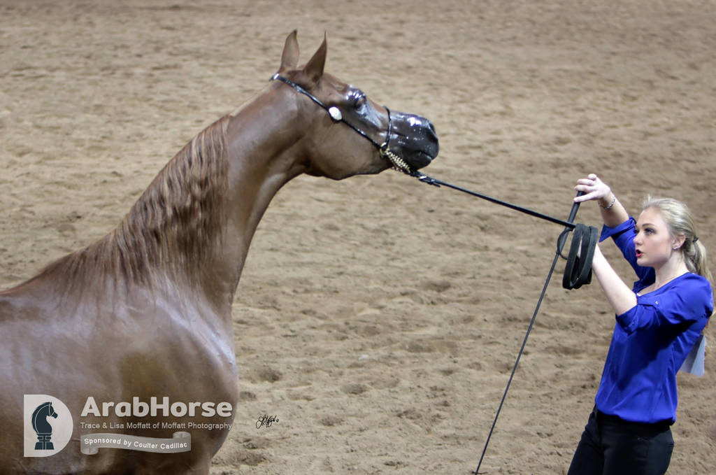 Arabian National Breeder Finals - 2017