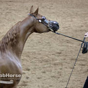 Arabian National Breeder Finals - 2017