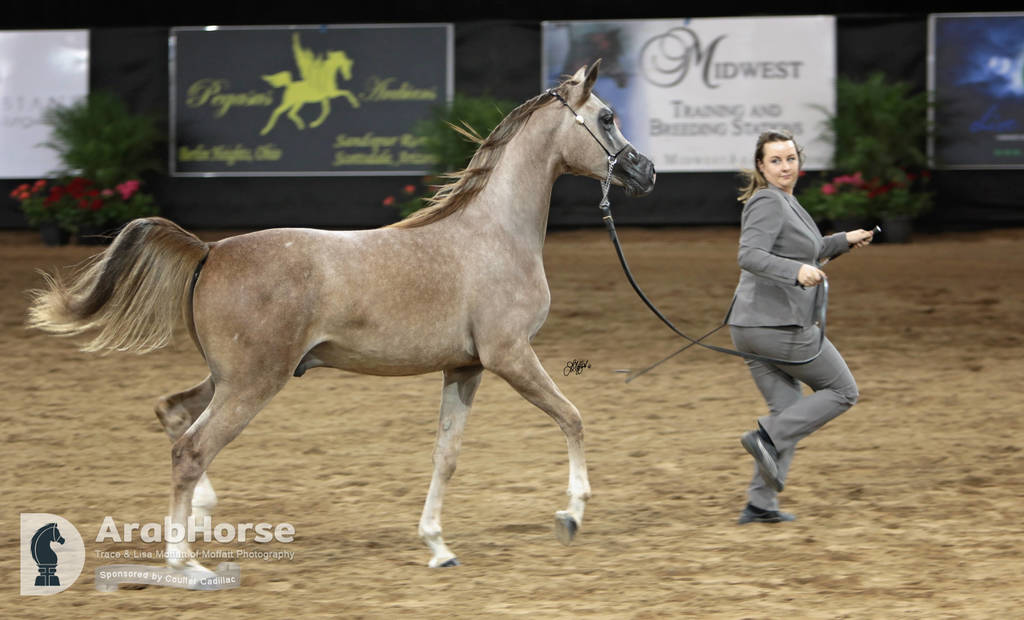 Arabian National Breeder Finals - 2017