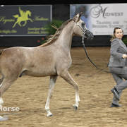 Arabian National Breeder Finals - 2017