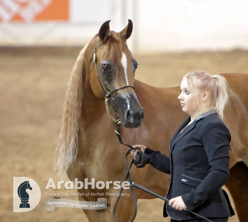 Arabian National Breeder Finals - 2017