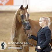 Arabian National Breeder Finals - 2017