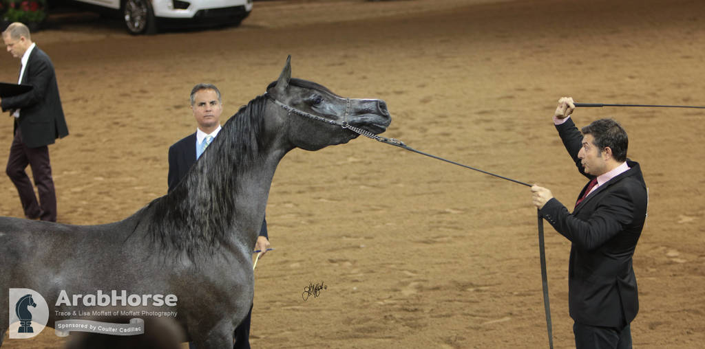 Arabian National Breeder Finals - 2017