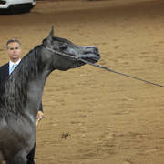 Arabian National Breeder Finals - 2017