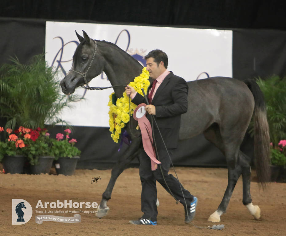 Arabian National Breeder Finals - 2017
