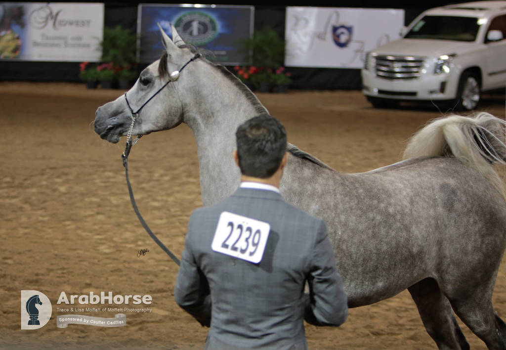 Arabian National Breeder Finals - 2017