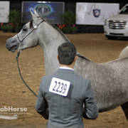 Arabian National Breeder Finals - 2017