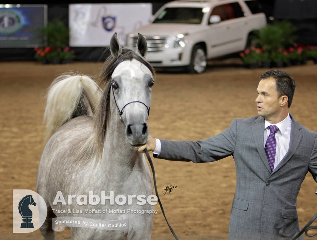 Arabian National Breeder Finals - 2017