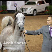 Arabian National Breeder Finals - 2017