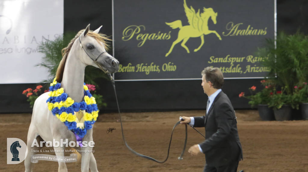 Arabian National Breeder Finals - 2017