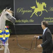 Arabian National Breeder Finals - 2017