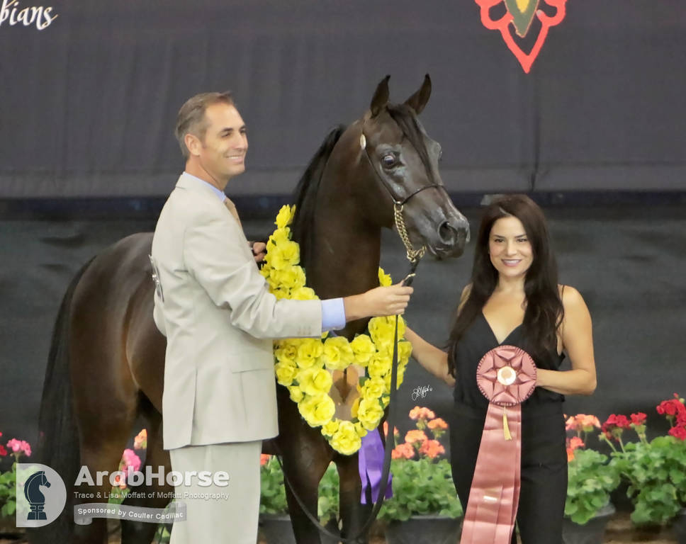 Arabian National Breeder Finals - 2017