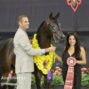 Arabian National Breeder Finals - 2017
