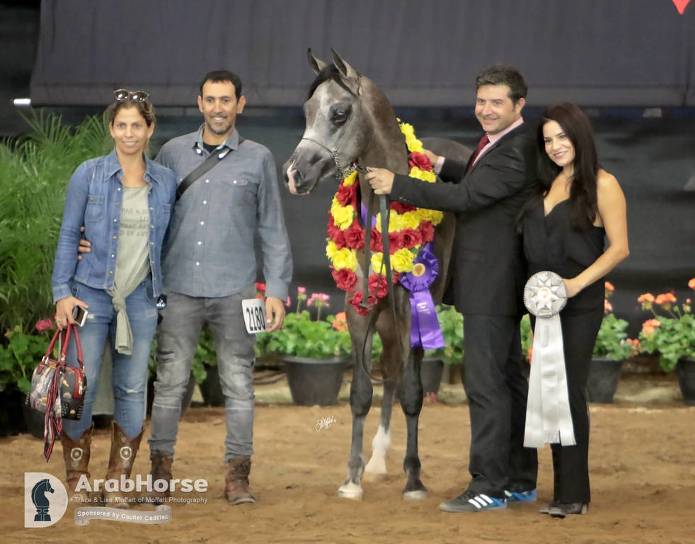 Arabian National Breeder Finals - 2017