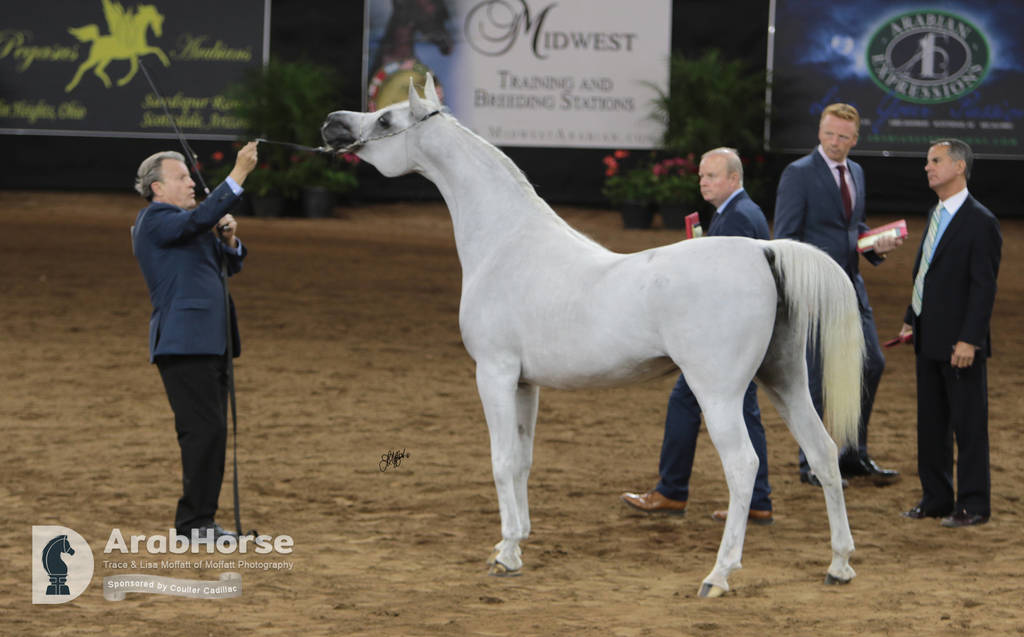 Arabian National Breeder Finals - 2017